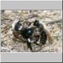 Andrena vaga - Weiden-Sandbiene -11- 08.jpg